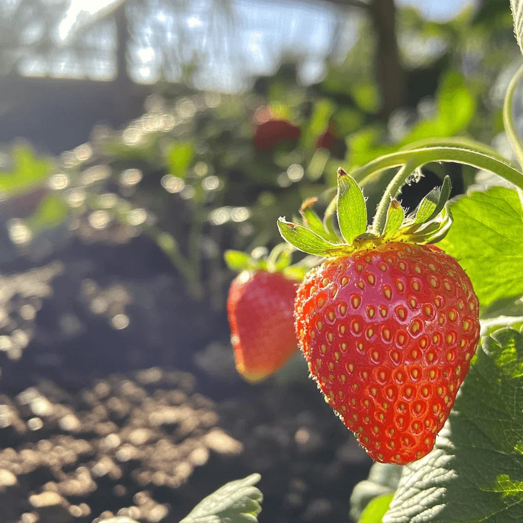 Organic Albion Strawberry Plants (Bundle of Approximately 25) Grow Organic