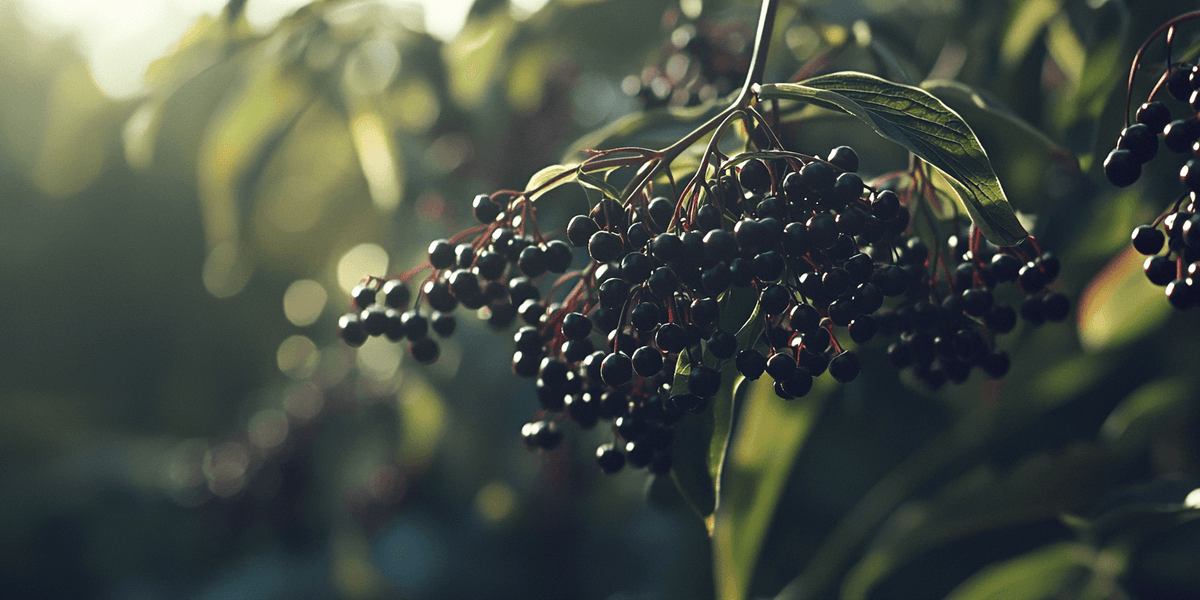 Elderberry Duo (1 each Nova and York) Grow Organic