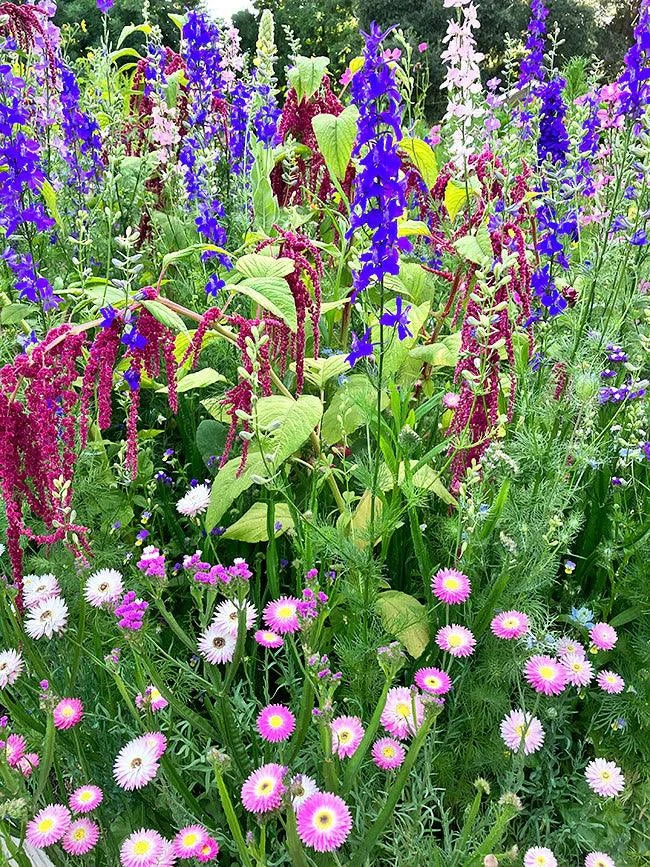 Everlasting Beauty Mix Renee's Garden