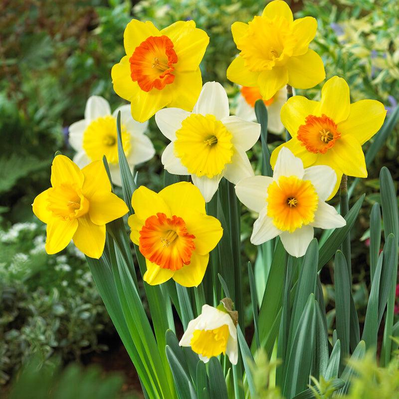 Large Cupped Narcissus Mix (Pack of 16) — Netherland Bulb Company