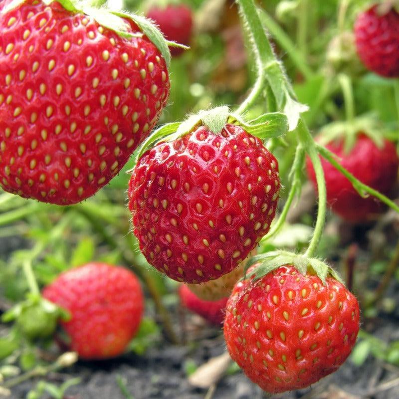 Ozark Beauty Strawberry Plants (Bundle of Approximately 25) Grow Organic