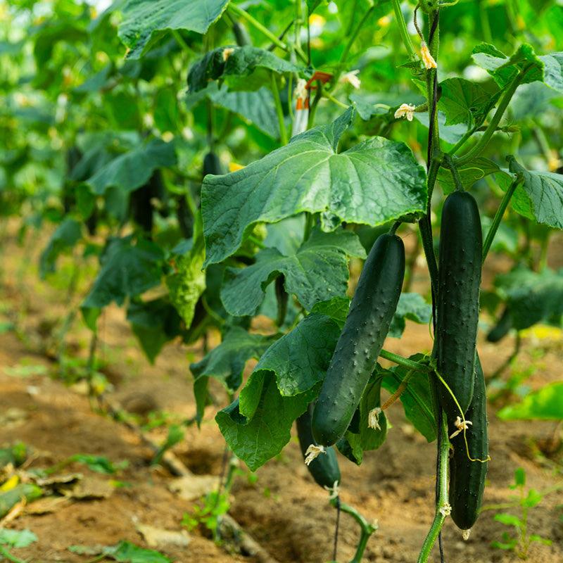 Organic Muncher Cucumber Sweet Roots Farm