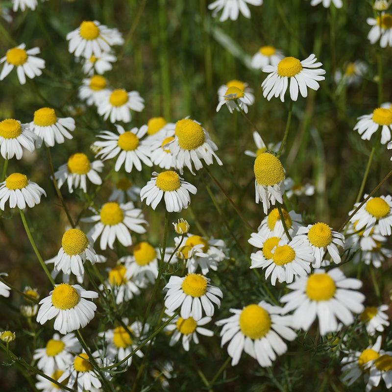 Organic German Chamomile Sweet Roots Farm