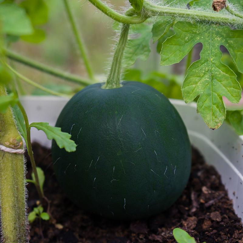 Organic Sugar Baby Watermelon Sweet Roots Farm