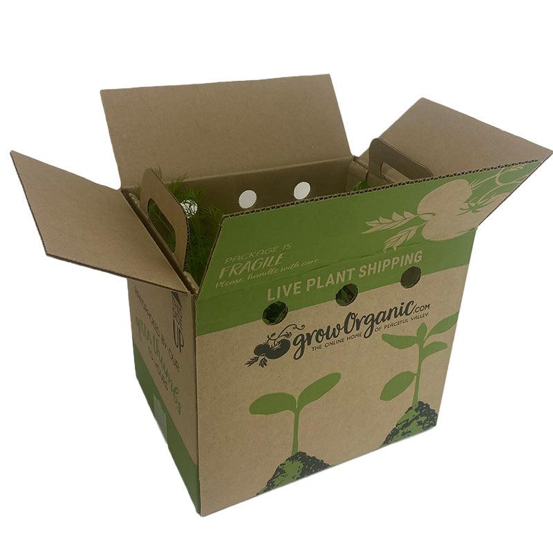 Organic Crispino Iceberg Lettuce Grow Organic
