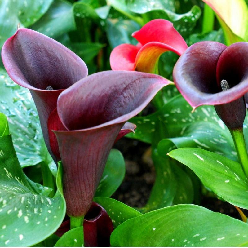 Barracuda Calla Lily Bulbs (Pack of 1) Netherland Bulb Company