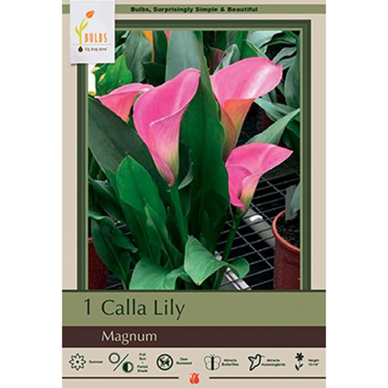 Magnum Calla Lily Bulbs (Pack of 1) Netherland Bulb Company
