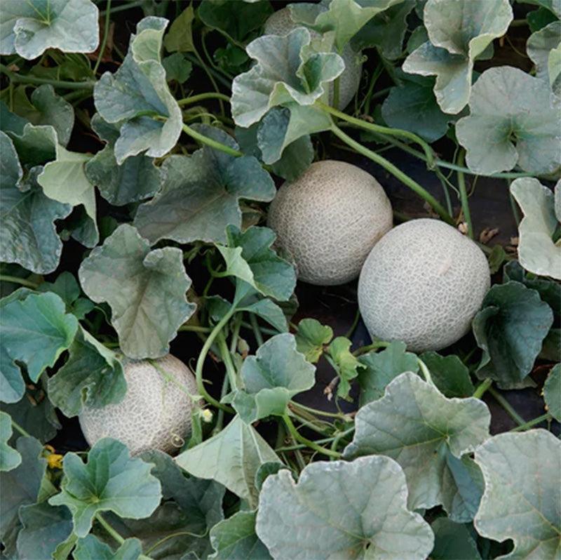 Sugar Cube Melon Seeds Territorial Seed Company