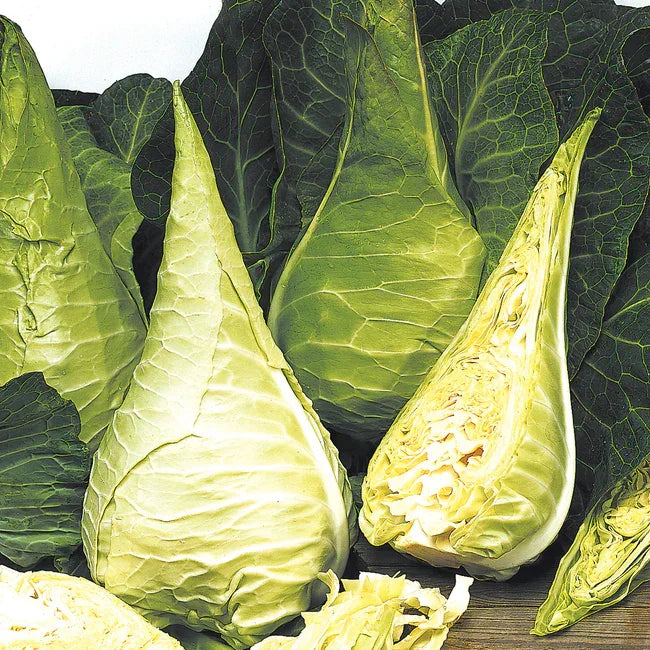 Organic Cabbage Filderkraut Seeds Territorial Seed Company