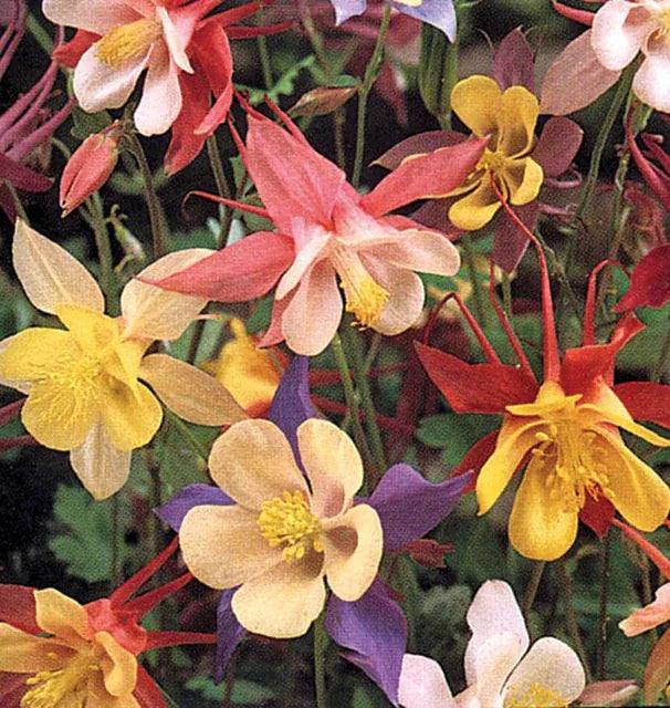 Columbine, "McKana's Giant Mix" 1/4 lb Grow Organic