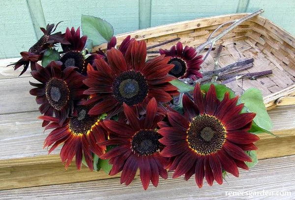 Cinnamon Sun Sunflower Renee's Garden