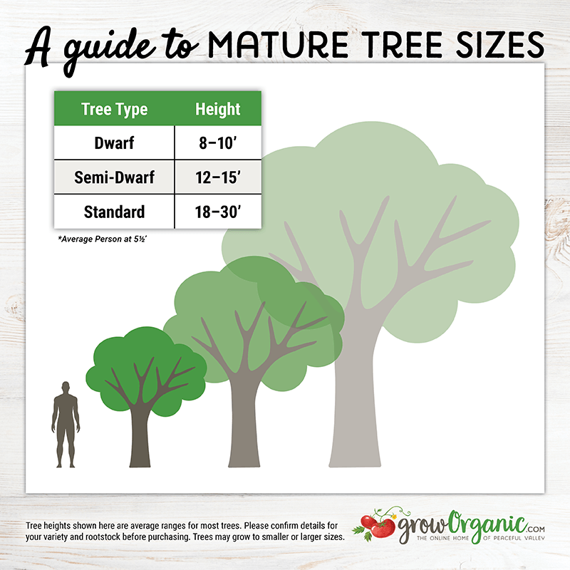 Pink Lady Apple Tree Grow Organic