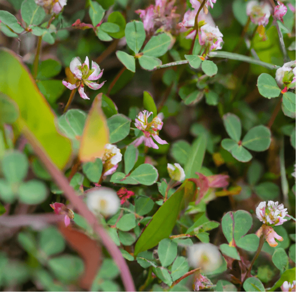 Red-stemmed clover leaves