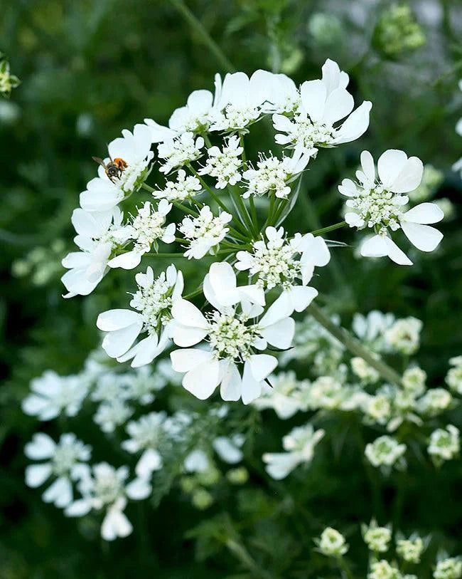 White Lace Orlaya Grandiflora Renee's Garden