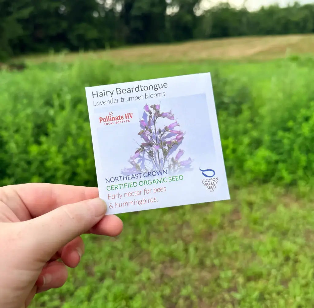 Hairy Beardtongue Seeds (Organic) Hudson Valley Seed Company