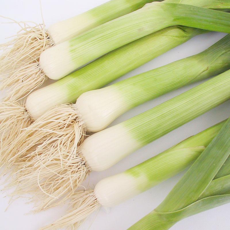 American Flag Leek Seeds (Organic) Peaceful Valley
