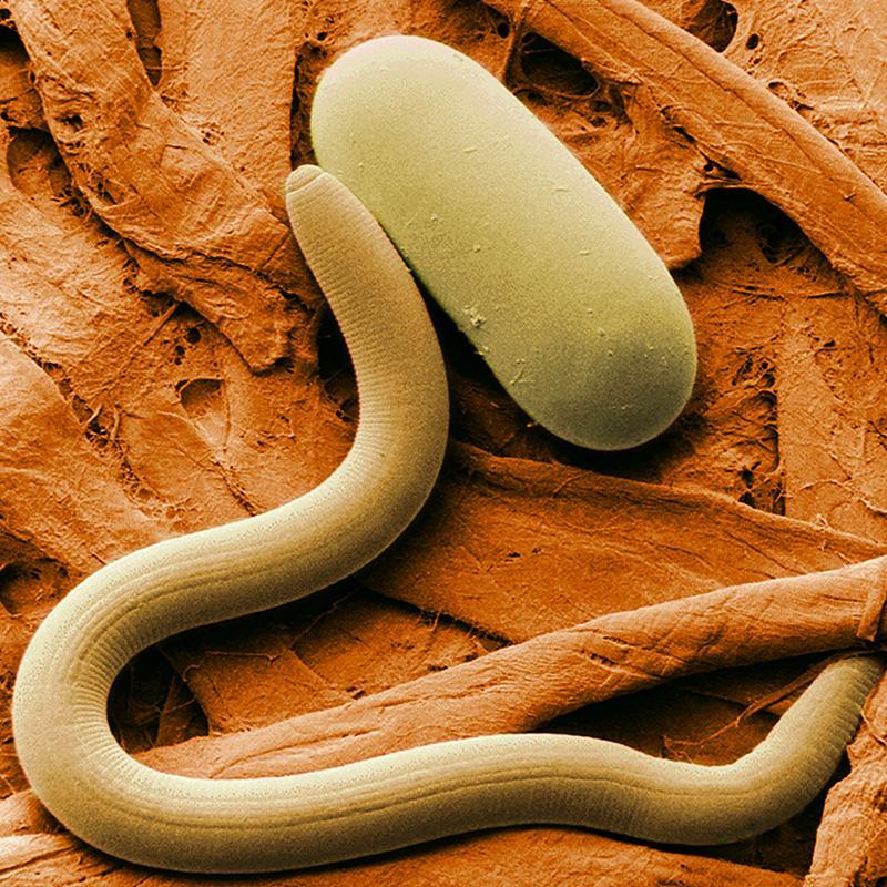 Organic Parasitic Nematodes, Steinernema carpocapsae PV Drop Ship