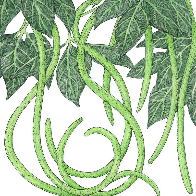 Yard Long Pole Bean Seeds (Organic) Peaceful Valley