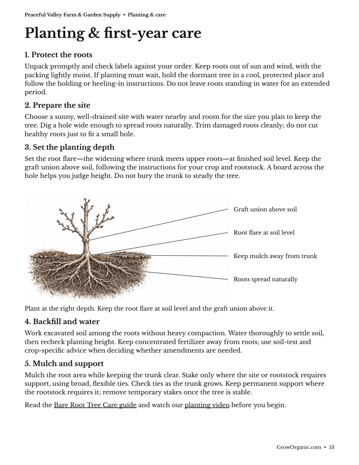 Sample tree catalog page with bare-root planting illustration and first-year care instructions