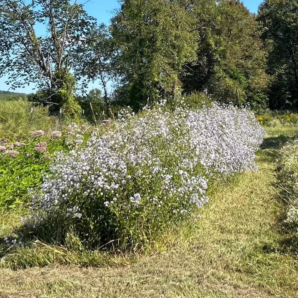 Purplestem Aster Seeds (Organic) Hudson Valley Seed Company