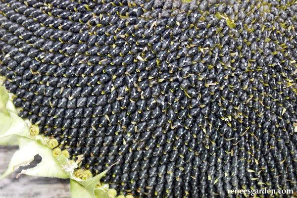 Sunflower Snack Seeds Renee's Garden