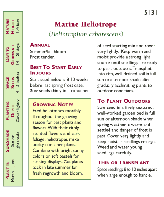 Deep Marine Heliotrope Flower Seeds Renee's Garden