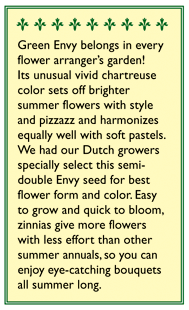 Green Envy Zinnia Flower Seeds Renee's Garden
