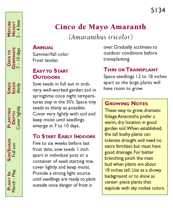 Cinco De Mayo Ornamental Amaranth Flower Seeds Renee's Garden