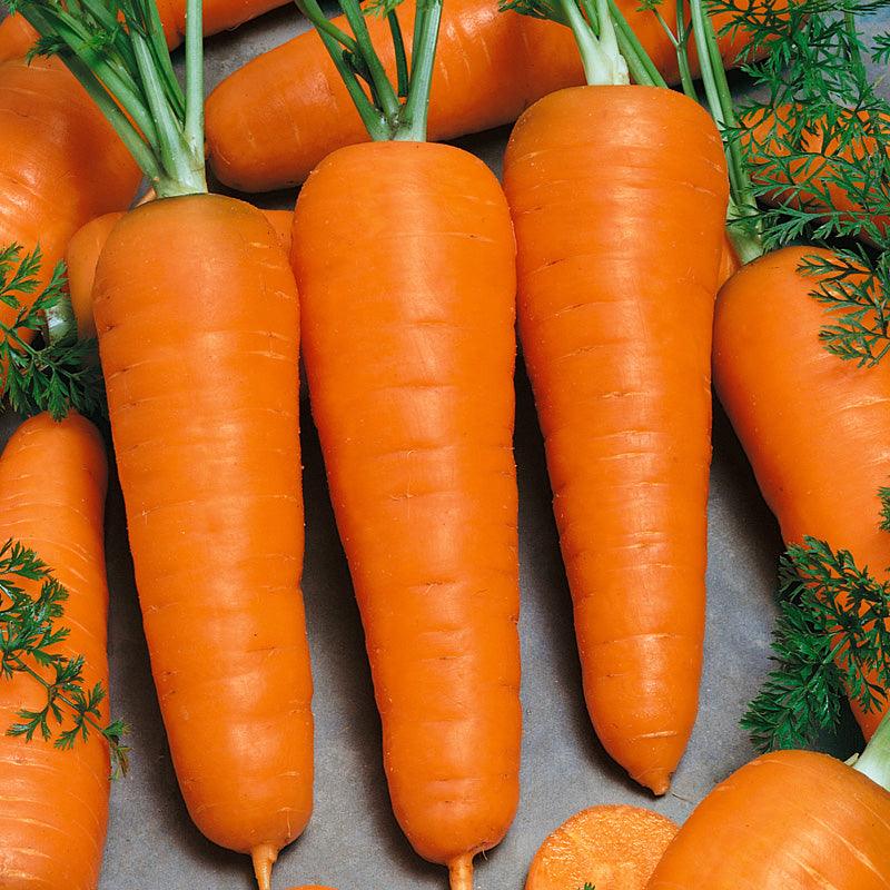 Chantenay Carrot (Organic) High Mowing Seeds