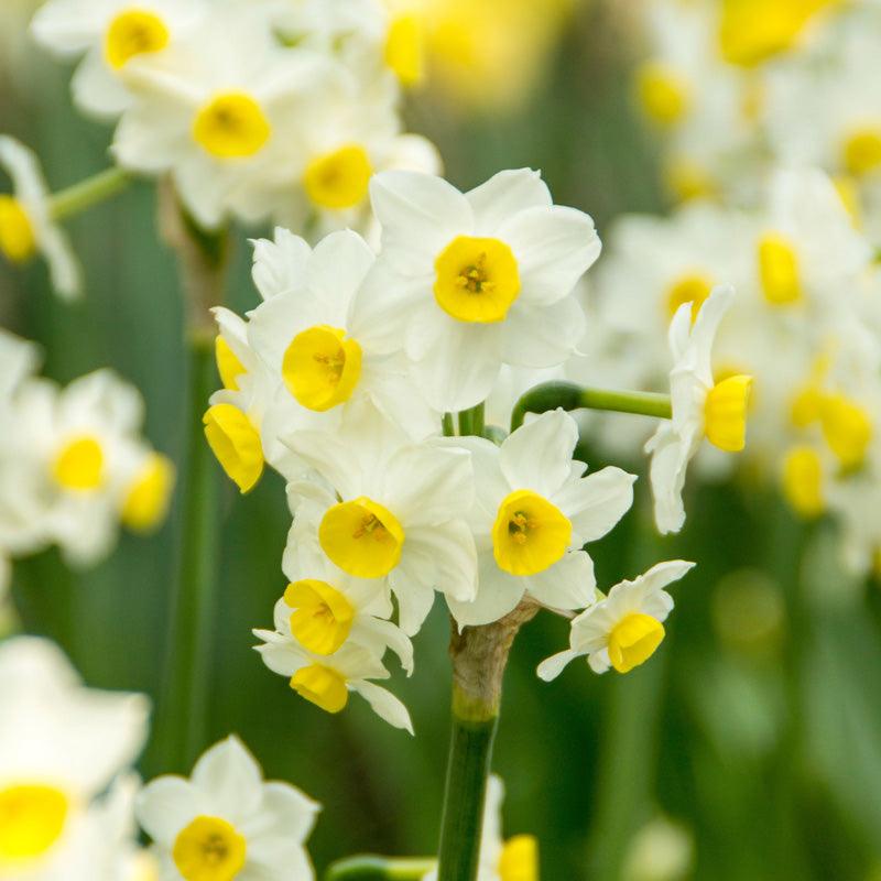 Tazetta Narcissus Minnow (Pack of 8) Netherland Bulb Company