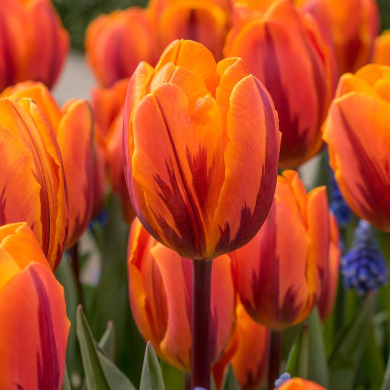 Princess Irene Triumph Tulip Bulbs (Pack of 7) Netherland Bulb Company