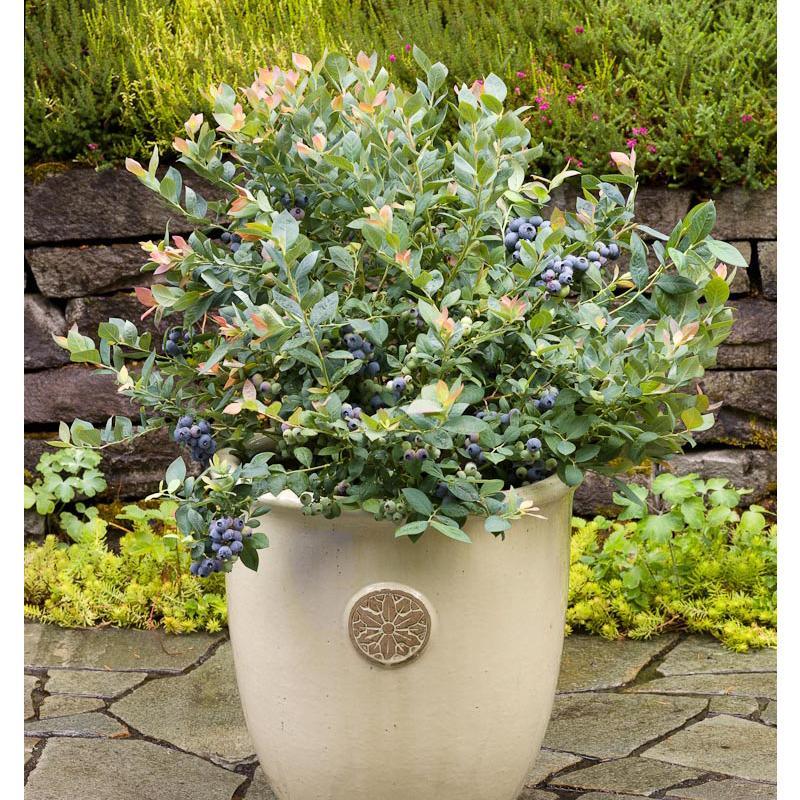 Potted Blueberry - Pink Icing Grow Organic