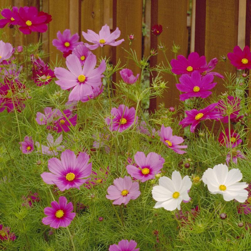 Cosmos, Sensation Mix (pack) Peaceful Valley