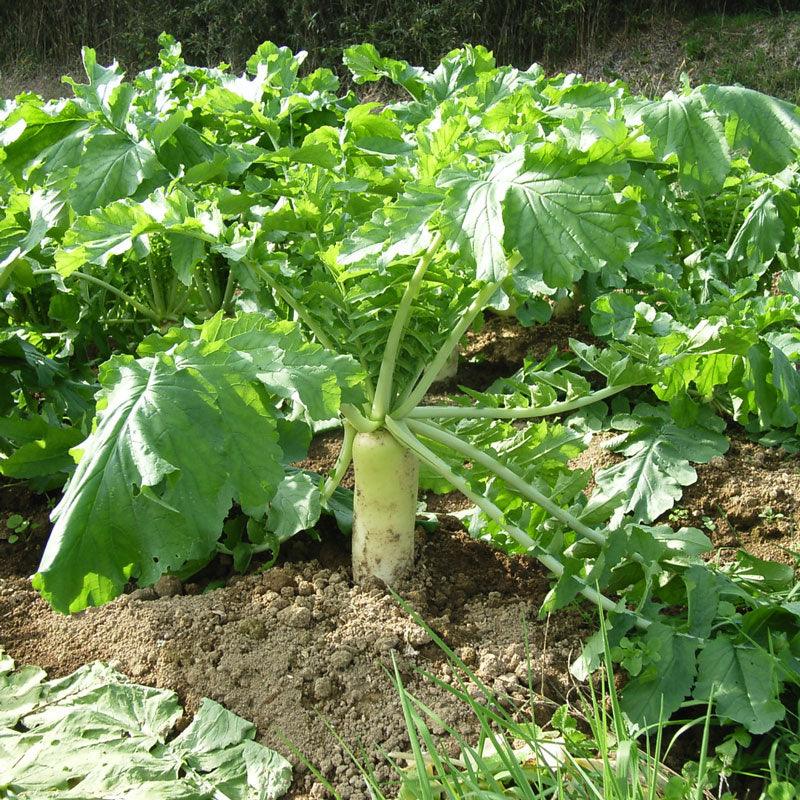 Organic Radish, Daikon (1/4 lb) Peaceful Valley