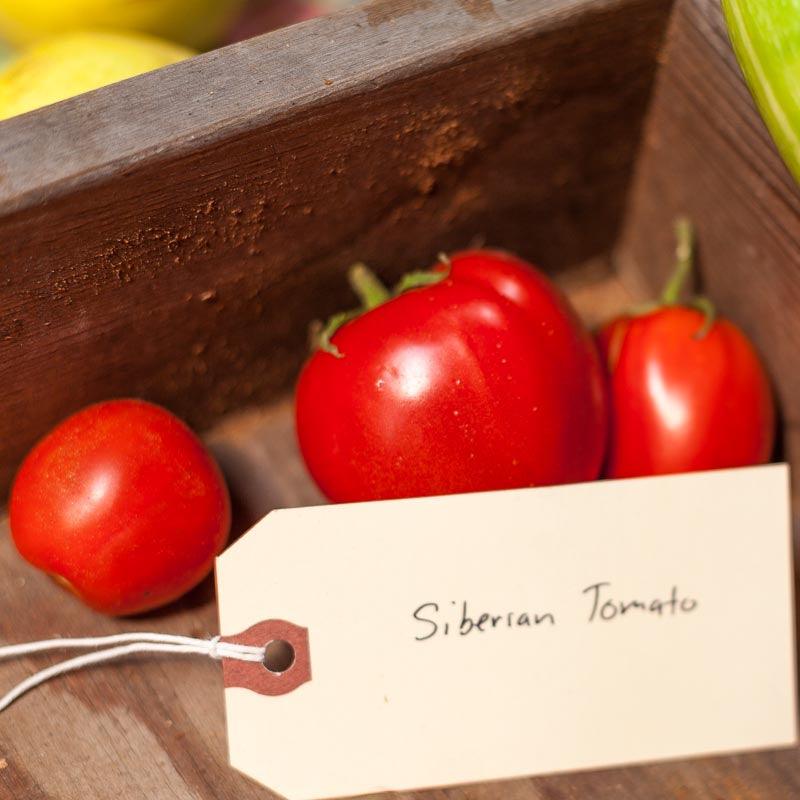 Organic Tomato, Siberia (1 oz) Peaceful Valley