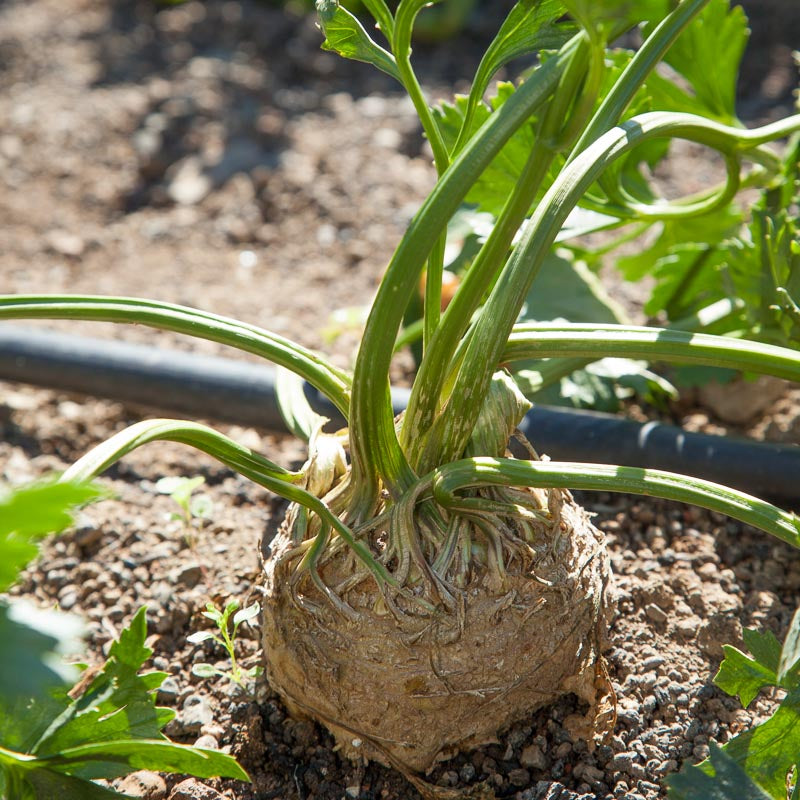 Prinz Celeriac Seeds (Organic) Peaceful Valley