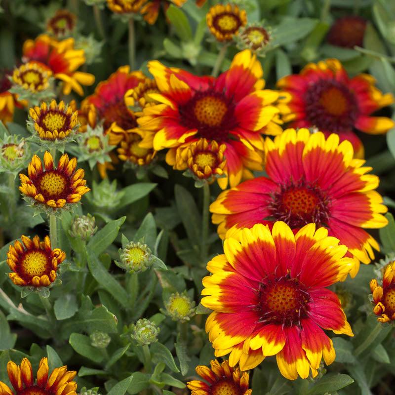 Indian Blanket (pack) Peaceful Valley