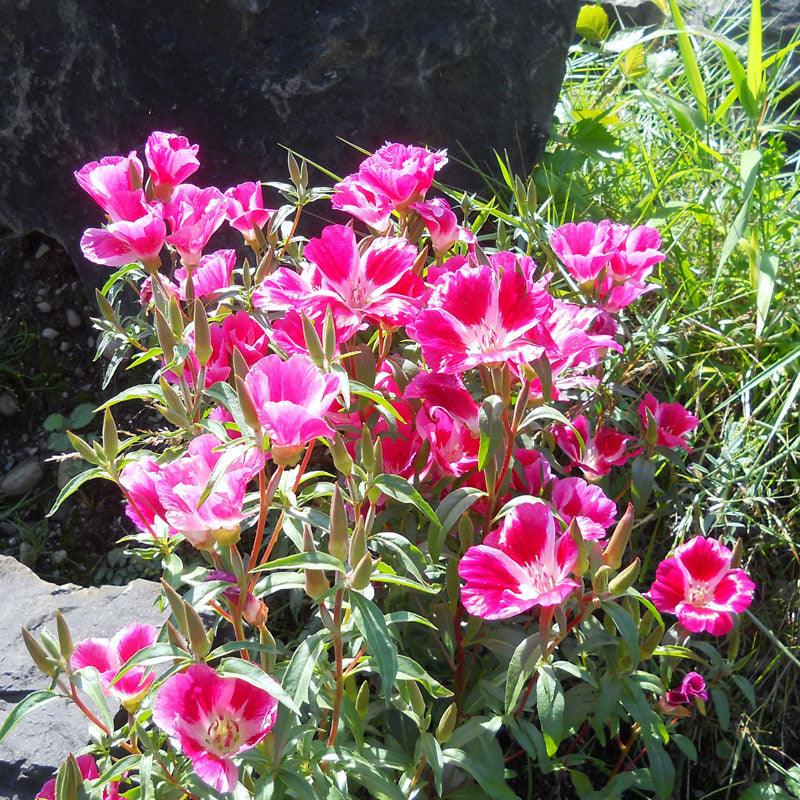 Godetia, Semi-Tall Single Mix (1/4 lb) Peaceful Valley