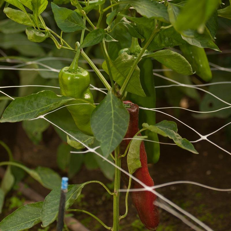Hortonova Trellis (6 1/2' x 50') Hortonova