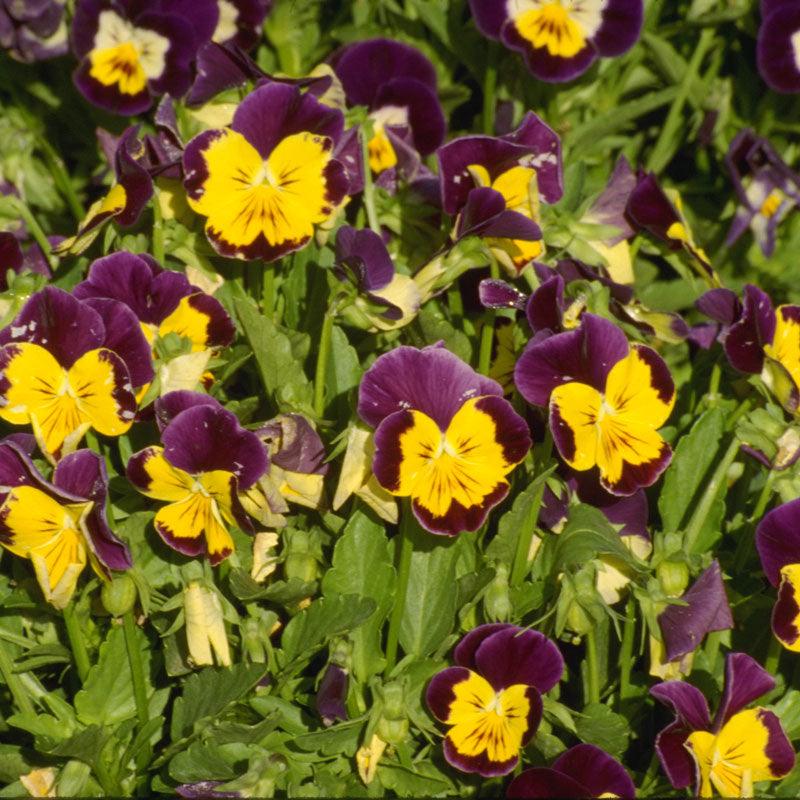 Johnny Jump Up Viola (pack) Peaceful Valley