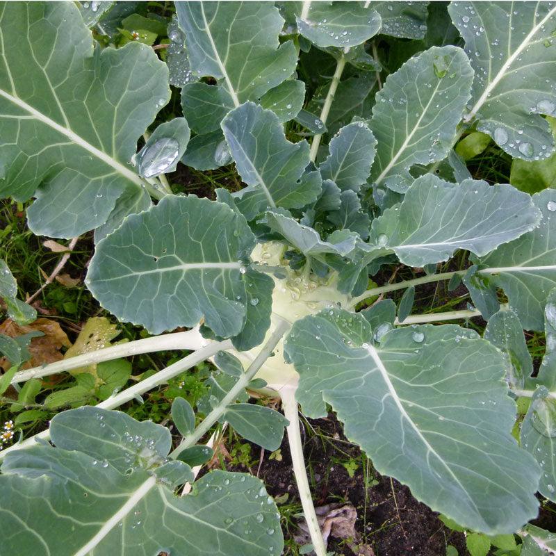 Organic Kohlrabi, White (1 oz) Peaceful Valley