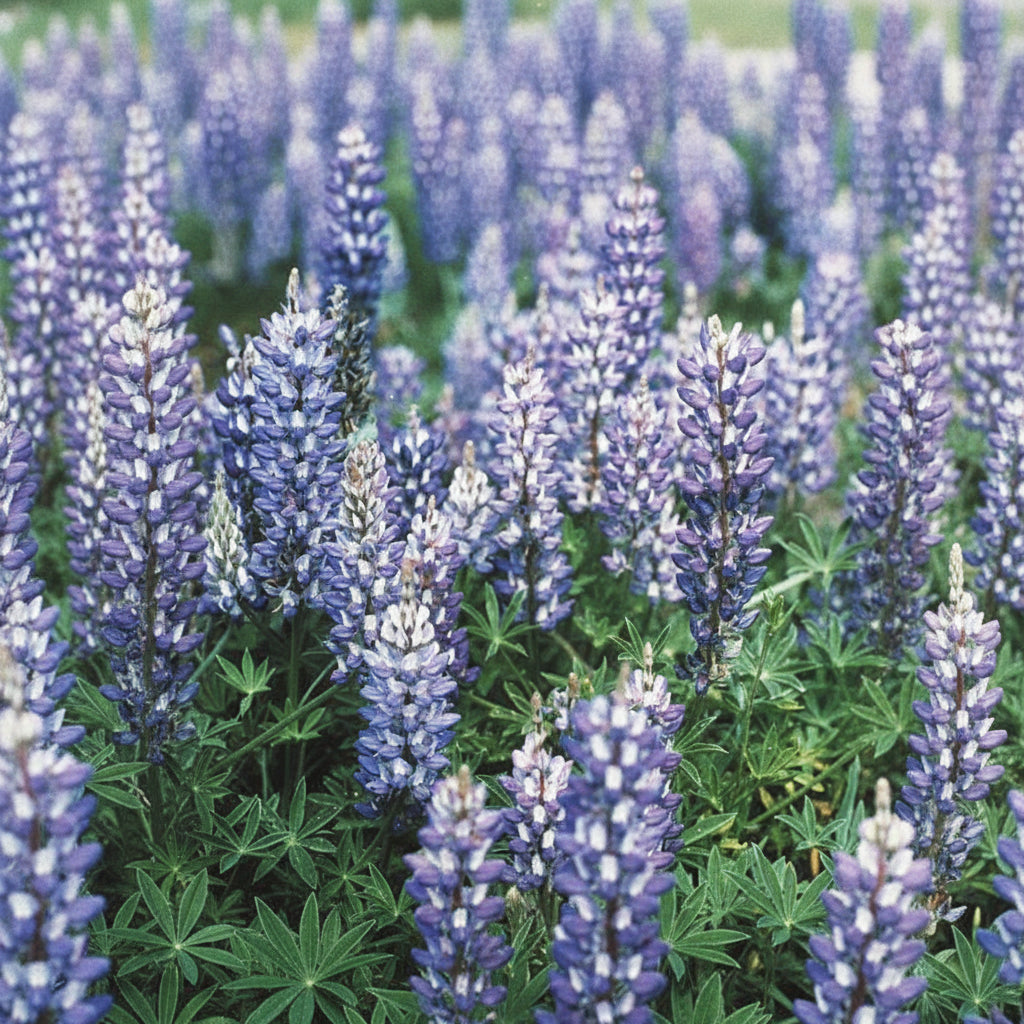 Mexican Lupine, Blue & White (lb) Peaceful Valley
