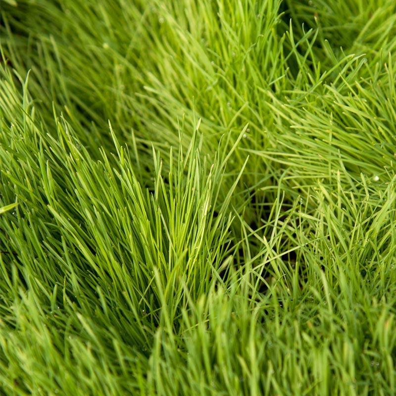 Orchardgrass, Dryland (lb) Grow Organic