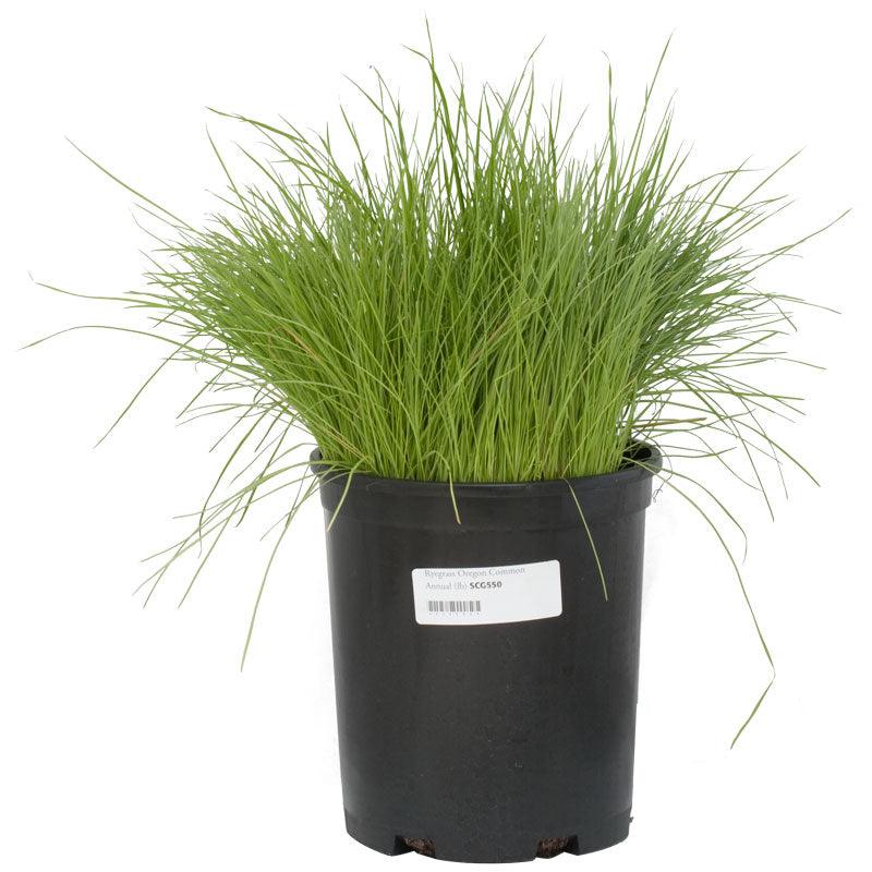 Organic Ryegrass, Oregon Annual (lb) Grow Organic