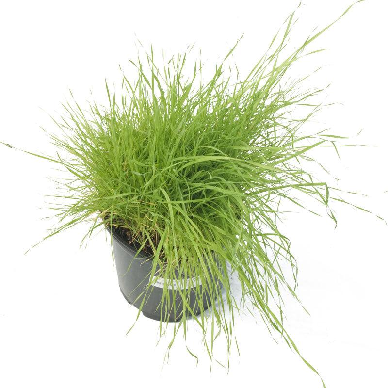 Timothy Grass Seed (lb) Grow Organic
