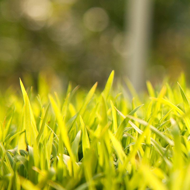 Sudangrass blades glowing in sunlight