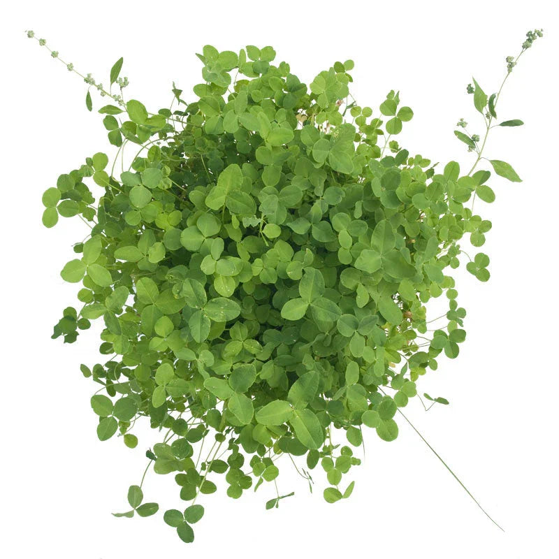 Alsike Clover - Nitrocoated Seed (lb) Grow Organic