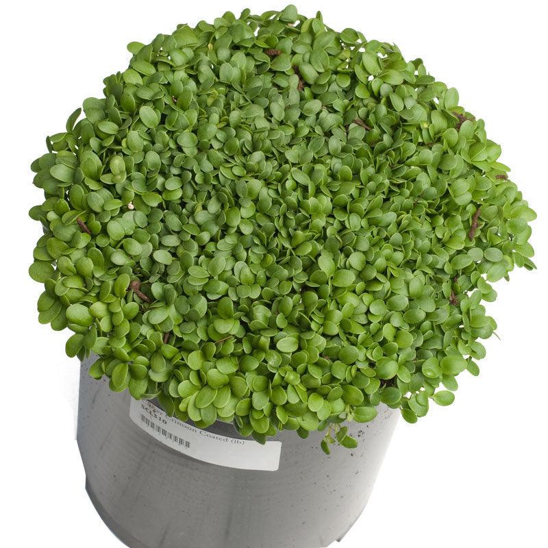 Organic Crimson Clover - Raw Seed (lb) Grow Organic