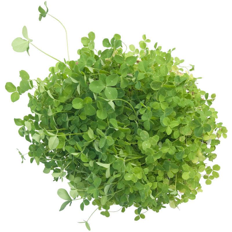 Organic Red Clover - Raw Seed (lb) Grow Organic