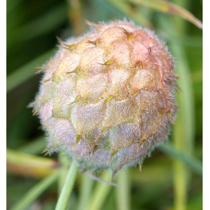Palestine strawberry clover flower head